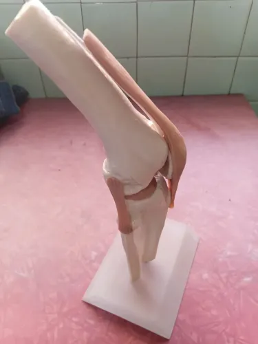 Joelho articulado em tamanho real 