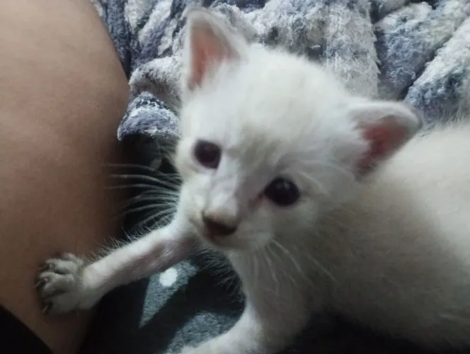 Adoção de gato