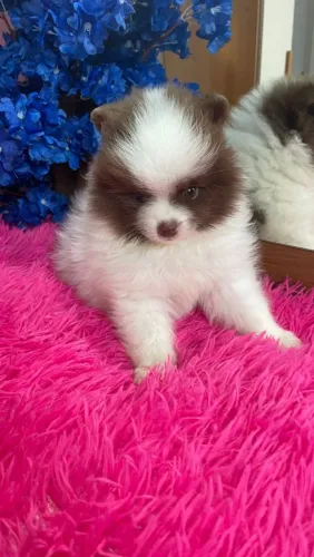 Lulu da Pomerânia spitz alemao