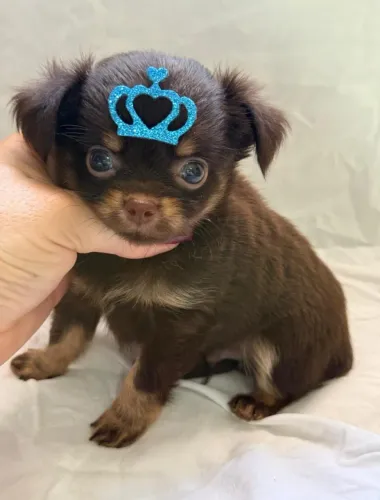 Chihuaua macho pelo longo chocolate