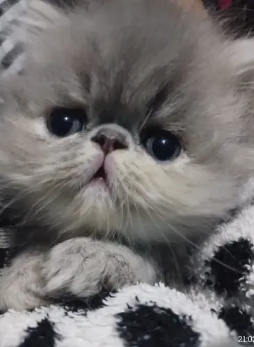Gato persa