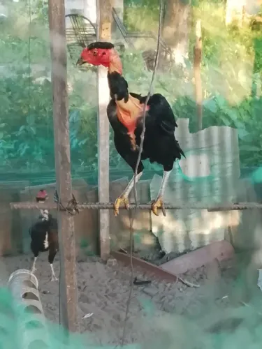 Vendo galinha e fra de raça 