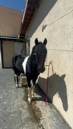 Cavalo Pampa de Preto