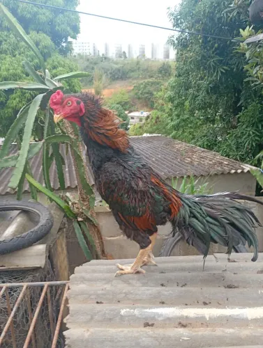 Galo