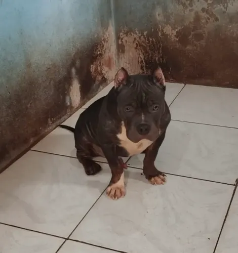 American Bully