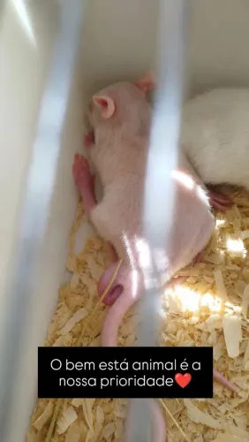 Hairless