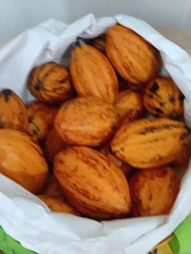 Fruto Cacau direto do pé 