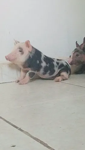 Mine porco 