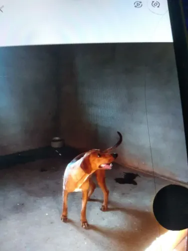 Cachorro americano 