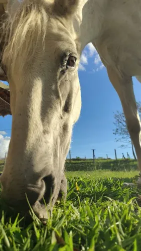 Cavalo Tordilho