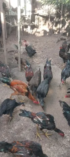 Vendo galinha caipira