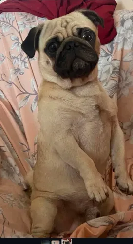 Pug macho mini disponível para cruza 
