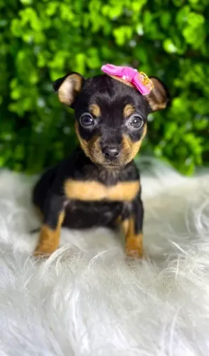 Pinscher Miniatura Fêmea