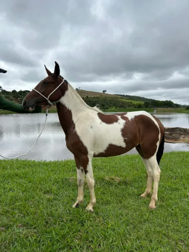 Potra Mangalarga Marchador Égua Pampa Registrada