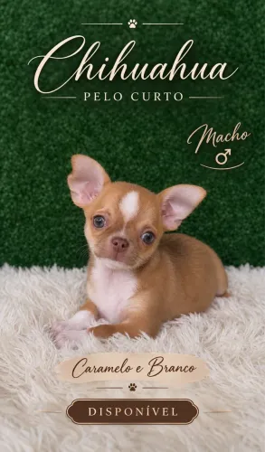 Chihuahua pelo curto macho Caramelo