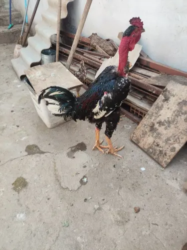 Galo Pescoço Pelado GSB