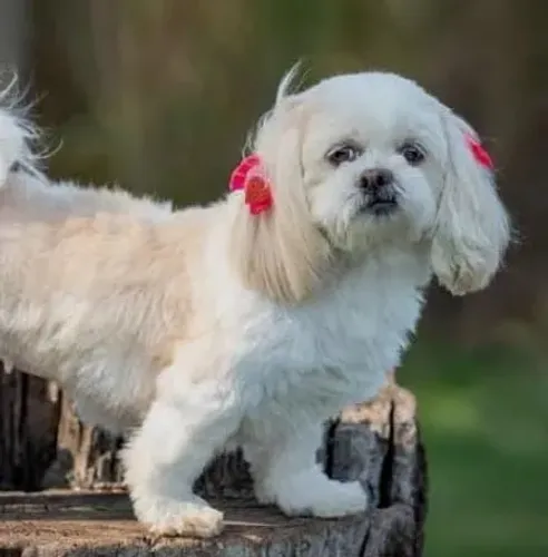 Vendo um casal de shih tzu