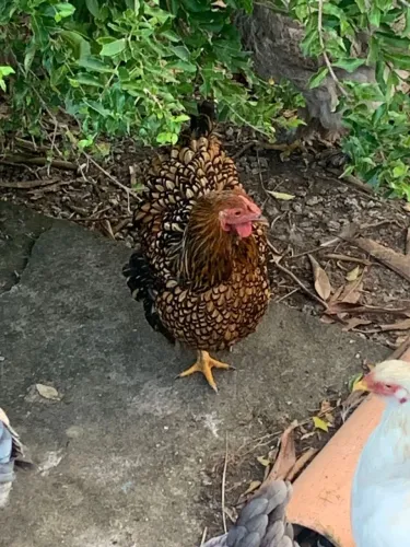 Vendo wyandotte e bhrama matriz.