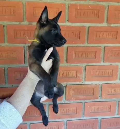 Pastor Belga de Malinois 