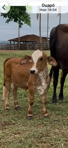 Mini bezerra