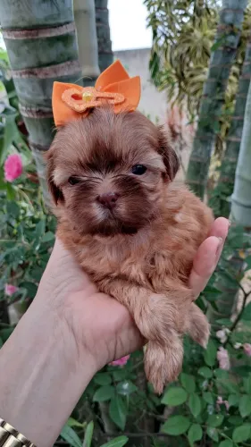 Fêmea disponível shih tzu fgado  nariz marrom. 