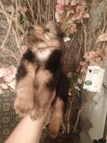 yorkshire terrier macho
