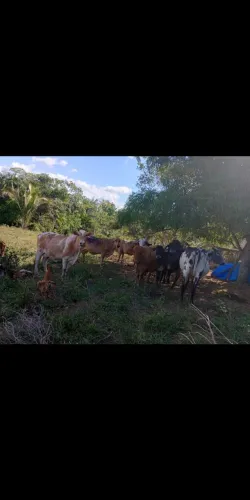 Vende se vacas de leite.