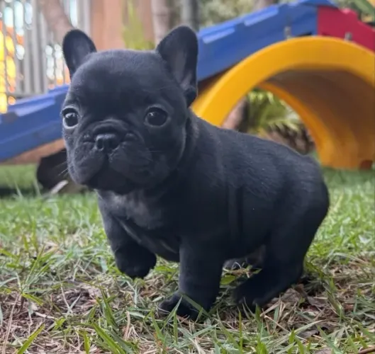 Bulldog frances alegre