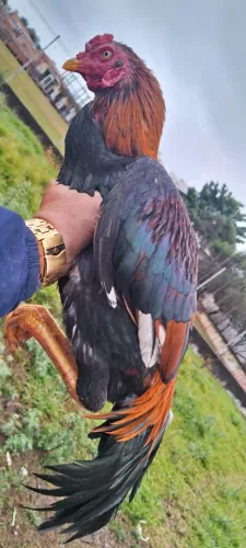 Galo 
