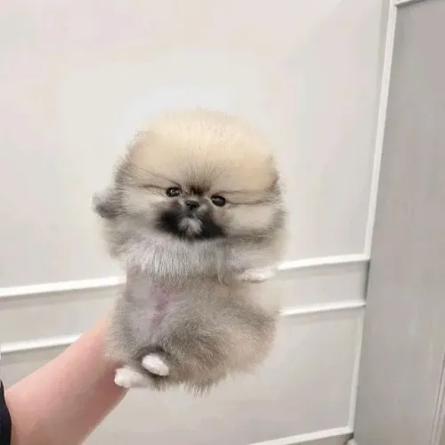 Filhotes de Spitz Alemão | Um cachorro cheio de energia positiva.