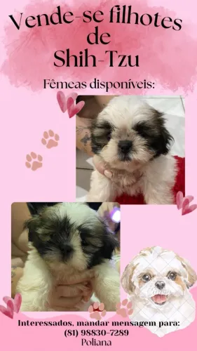 Filhotes de Shih-Tzu