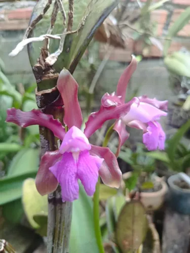 Vendo linda cattleya baiana 
