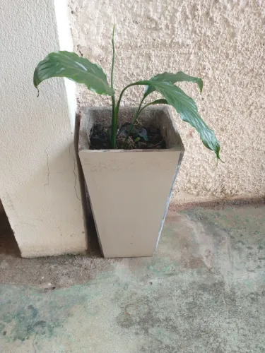 Desapego5 vasos de cerâmica com plantas pôr 80,00