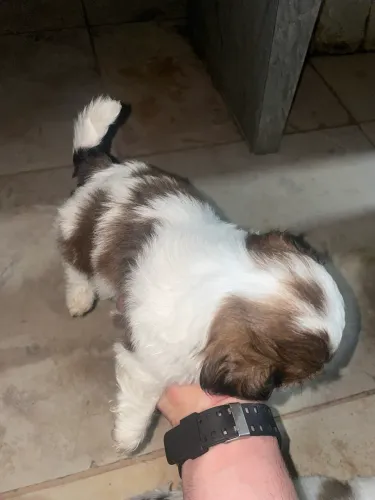 Shih Tzu cachorro a venda 