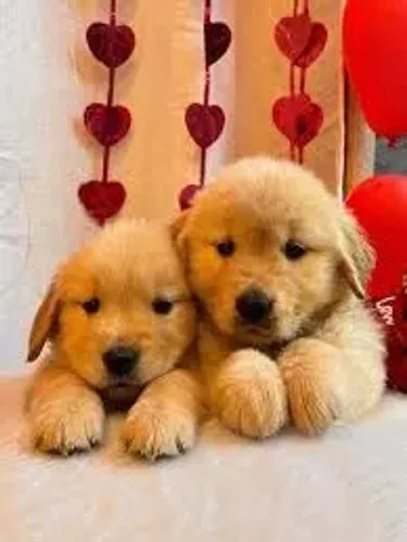 Golden Retriever filhotes machos e fêmeas 