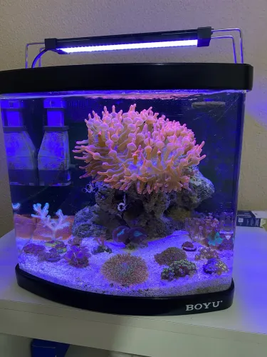 Luminária aquário marinho 