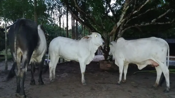 Vende-se esses 3 Gado  