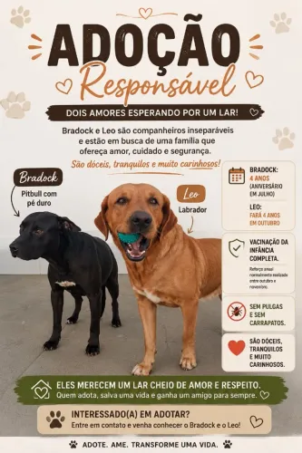 ADOÇÃO DE CACHORROS (LABRADOR E PITBUL COM PE DURO)