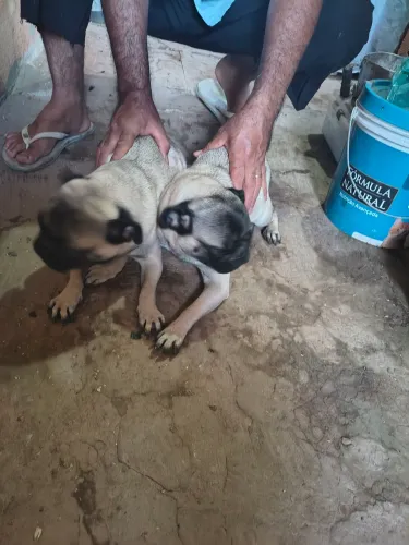 PUG ADULTO