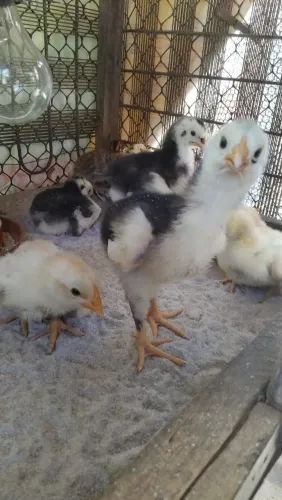 Vendo Pintinhos GSB e Gigante negro melhorado 