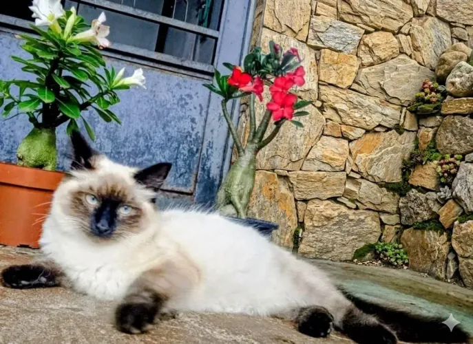 Gatinho filhote de 3 meses e meio para adoção em Campinas! (Bairro Taquaral)