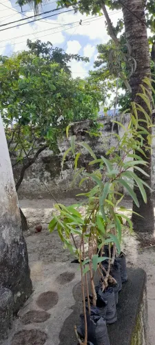 Vende mudas frutíferas enxertadas