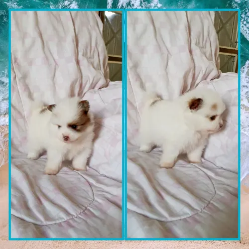 Lindos lulus ursinhos