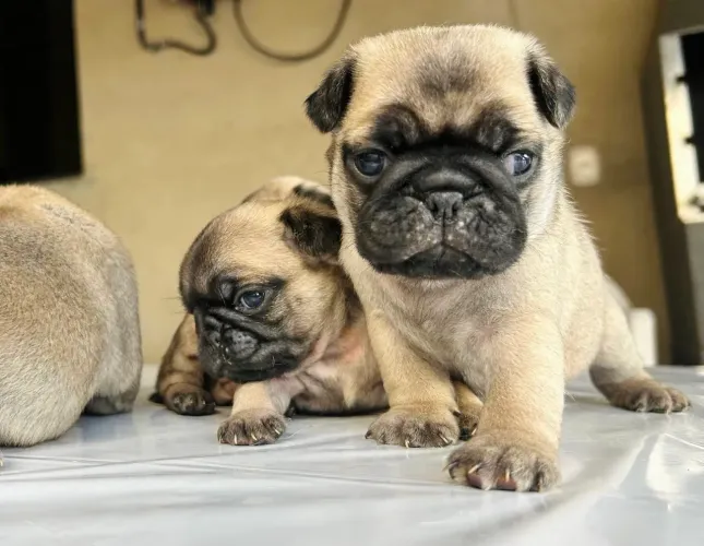 Pug Abricot