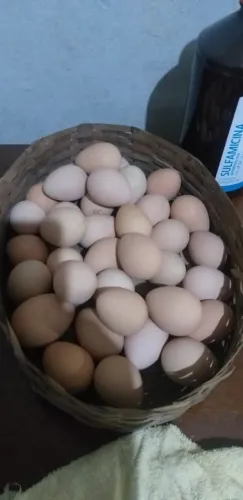 Ovos galados de galinha poedeira isabral Embrapa 51 poedeira gigante pra chocadeira