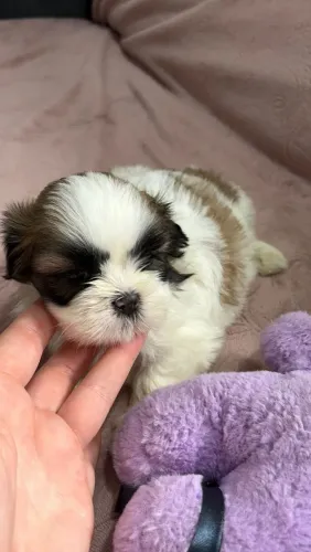 Shihtzu fêmea 