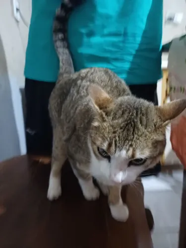 Doação gata 