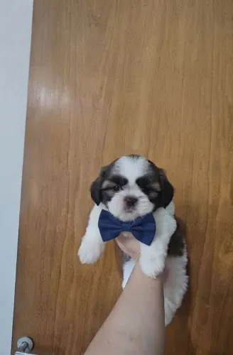 Disponível filhote de Shih Tzu 