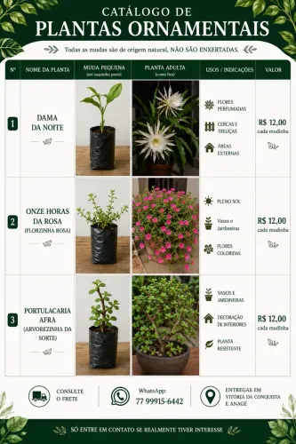 Mudas de Plantas