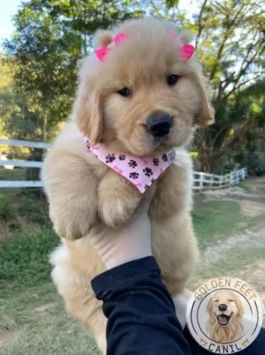 Golden Retriever fêmeas 